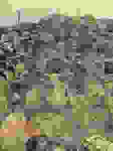 xarakas1