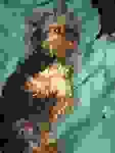 anim1