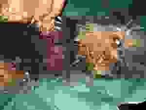 anim2
