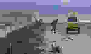 kats1