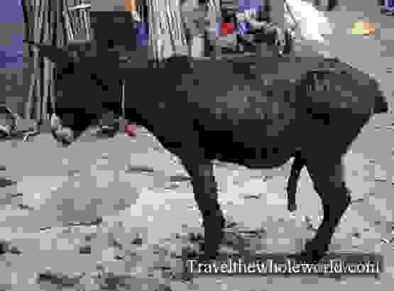 Ethiopia Addis Ababa Mercato Donkey Horny