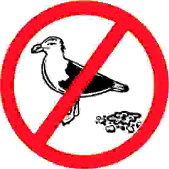 Gull Stop Shit