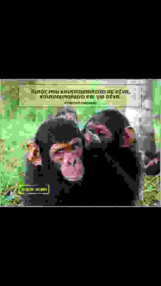 MAIMOY