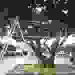 10836485_10205171273550768_1843813042_n