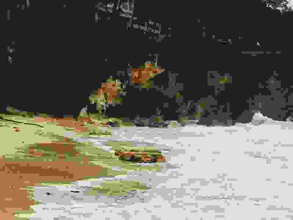 πλατυς8