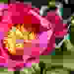 270px-Peonia_unknown