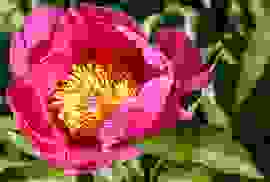 270px-Peonia_unknown