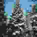 Abies_cephalonica_2