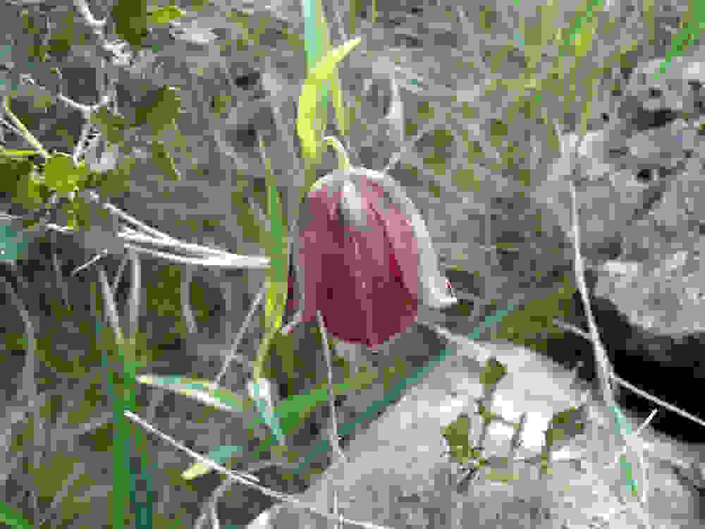 fritillaria_graeca_03