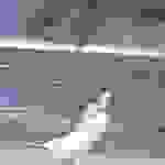 kout3