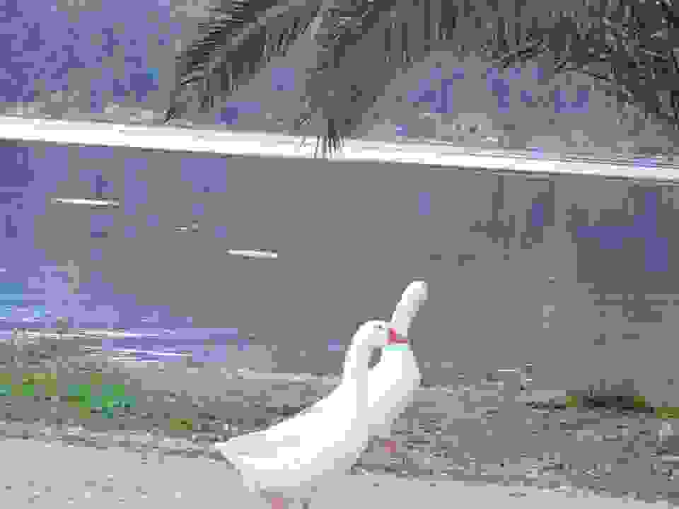 kout3