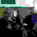 mms_img-1448438437