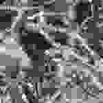 pav10