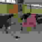 pav3