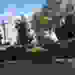 jer1