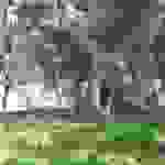 kut1