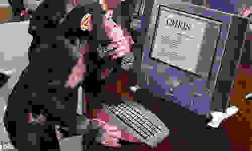 Monkey Chris22