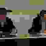 oik3