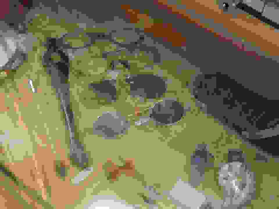 pav16