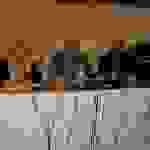 pav