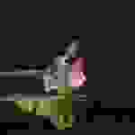 pav5