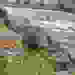 ag5