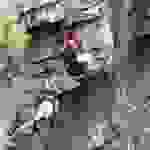 anas6