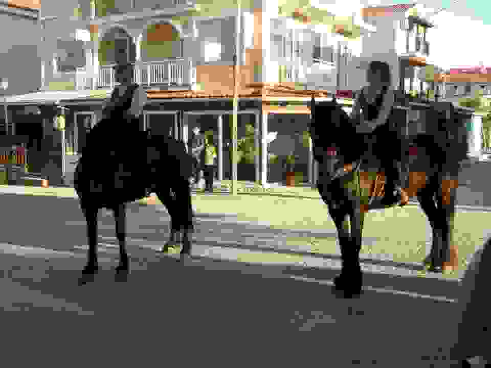 ip1