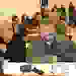 pav1