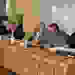 pav4
