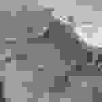 pav5