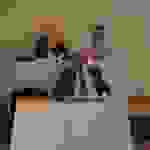 pav6
