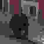 pyl1