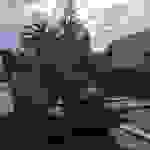 pyl3