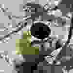 AN43