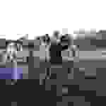 a81