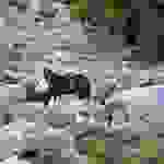 an22