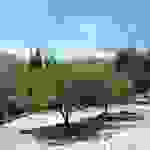 an26