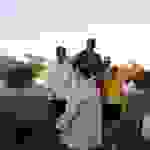 an41