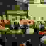 an6