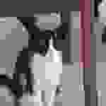 fi35