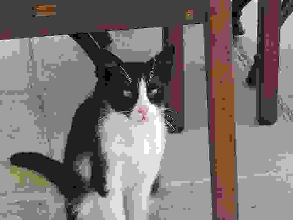 fi35