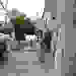 fi81