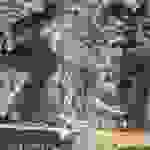 jer11