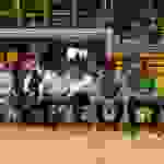 pap