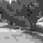 pl1