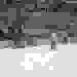 pl4