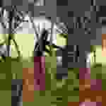 pl5