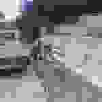 pyr1