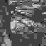 sam11